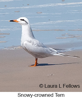 Snowy-crowned Tern - © Laura L Fellows and Exotic Birding LLC