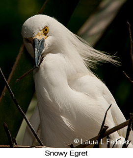 Snowy Egret - © Laura L Fellows and Exotic Birding Tours