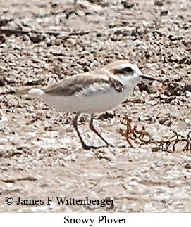 Snowy Plover - © James F Wittenberger and Exotic Birding LLC