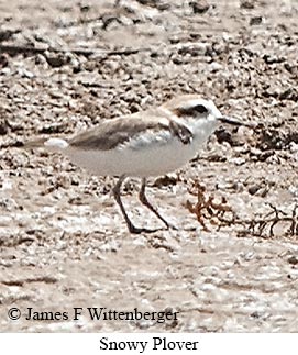 Snowy Plover - © James F Wittenberger and Exotic Birding LLC Snowy Plover - © James F Wittenberger and Exotic Birding LLC