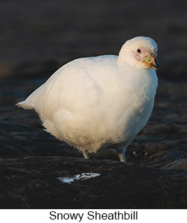 Snowy Sheathbill - Courtesy Argentina Wildlife Expeditions