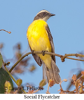 Social Flycatcher - © Laura L Fellows and Exotic Birding LLC Social Flycatcher - © Laura L Fellows and Exotic Birding LLC