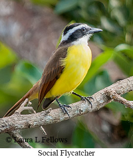 Social Flycatcher - © Laura L Fellows and Exotic Birding LLC