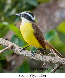 Social Flycatcher - © Laura L Fellows and Exotic Birding LLC Social Flycatcher - © Laura L Fellows and Exotic Birding LLC