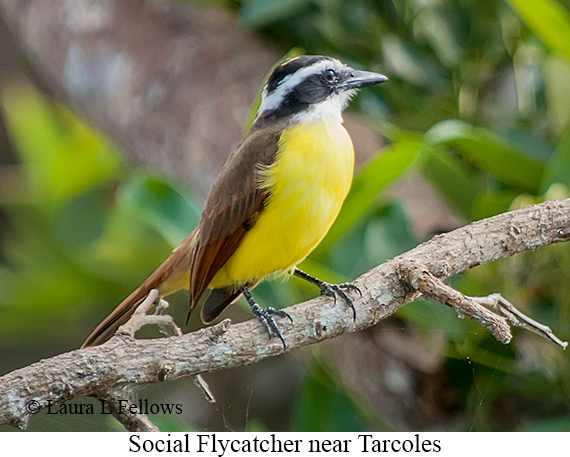 Social Flycatcher - © Laura L Fellows and Exotic Birding LLC