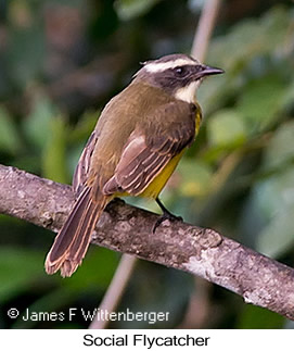 Social Flycatcher - © James F Wittenberger and Exotic Birding LLC