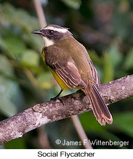 Social Flycatcher - © James F Wittenberger and Exotic Birding LLC