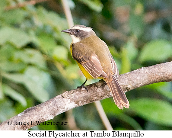 Social Flycatcher - &copy; James F Wittenberger and Exotic Birding LLC