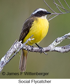 Social Flycatcher - © James F Wittenberger and Exotic Birding LLC