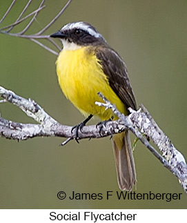 Social Flycatcher - © James F Wittenberger and Exotic Birding LLC
