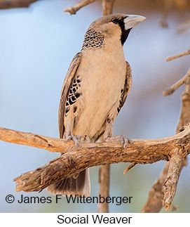 Sociable Weaver - © James F Wittenberger and Exotic Birding LLC