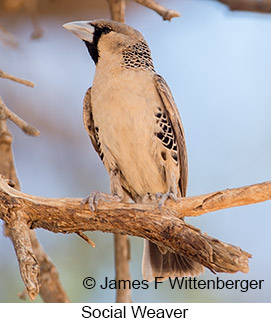 Sociable Weaver - © James F Wittenberger and Exotic Birding LLC