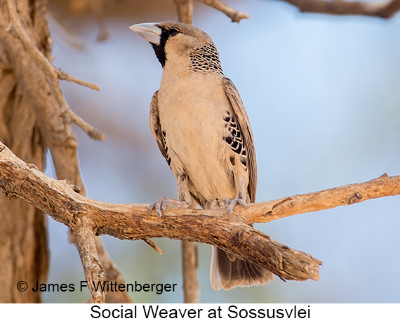 Sociable Weaver - © James F Wittenberger and Exotic Birding LLC