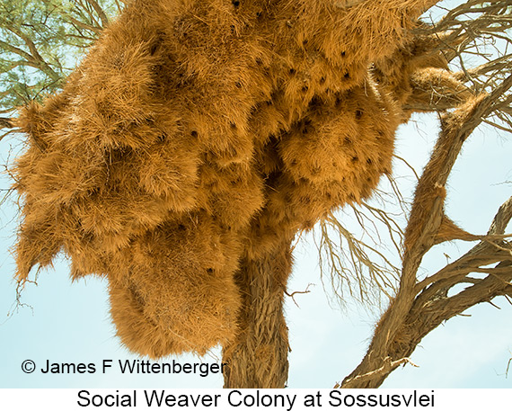 Sociable Weaver - © James F Wittenberger and Exotic Birding LLC Sociable Weaver - © James F Wittenberger and Exotic Birding LLC