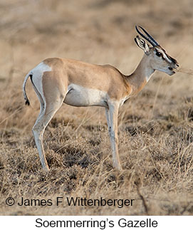 Soemmerring's Gazelle - © James F Wittenberger and Exotic Birding LLC