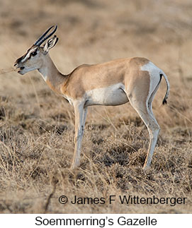 Soemmerring's Gazelle - &copy; James F Wittenberger and Exotic Birding LLC