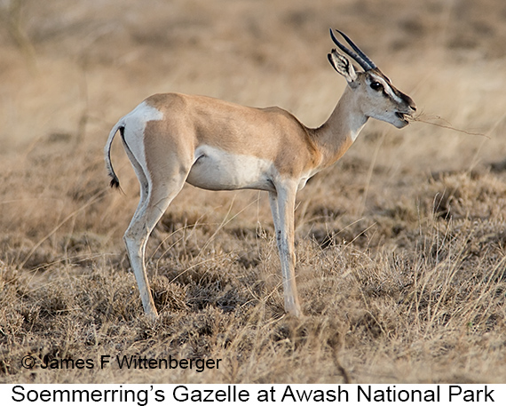 Soemmerring's Gazelle - © James F Wittenberger and Exotic Birding LLC Soemmerring's Gazelle - © James F Wittenberger and Exotic Birding LLC
