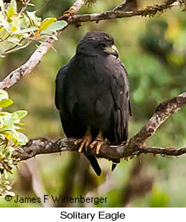 Solitary Eagle - © James F Wittenberger and Exotic Birding LLC