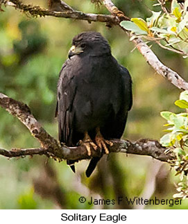 Solitary Eagle - © James F Wittenberger and Exotic Birding LLC