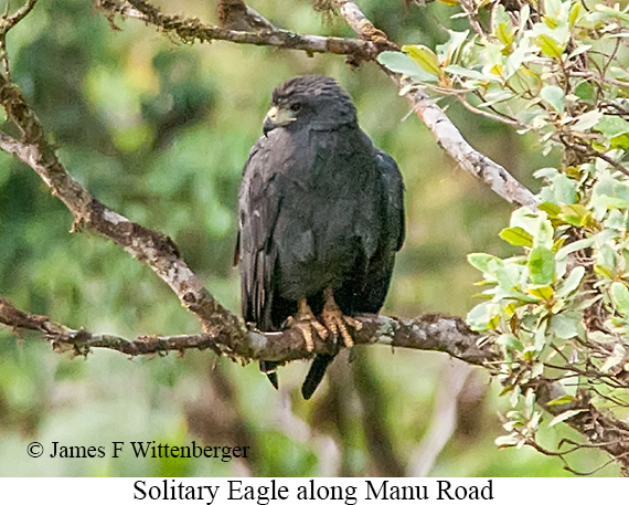 Solitary Eagle - &copy; James F Wittenberger and Exotic Birding LLC