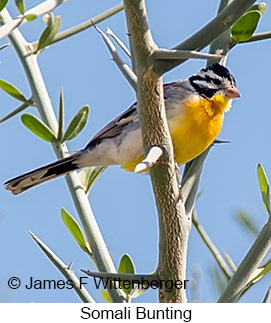 Somali Bunting - © James F Wittenberger and Exotic Birding LLC