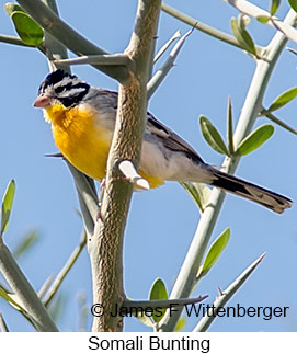 Somali Bunting - © James F Wittenberger and Exotic Birding LLC Somali Bunting - © James F Wittenberger and Exotic Birding LLC