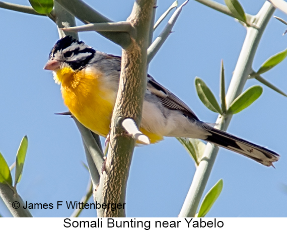 Somali Bunting - © James F Wittenberger and Exotic Birding LLC