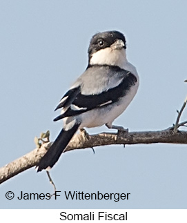 Somali Fiscal - © James F Wittenberger and Exotic Birding LLC