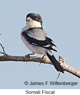 Somali Fiscal - © James F Wittenberger and Exotic Birding LLC