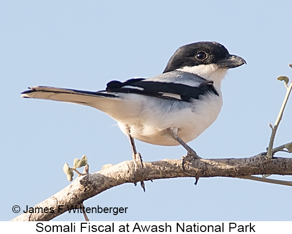 Somali Fiscal - © The Photographer and Exotic Birding LLC