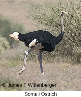 Somali Ostrich - © James F Wittenberger and Exotic Birding LLC Somali Ostrich - © James F Wittenberger and Exotic Birding LLC
