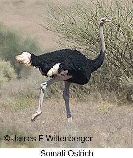 Somali Ostrich - © James F Wittenberger and Exotic Birding LLC