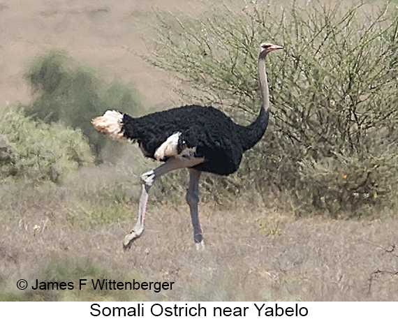 Somali Ostrich - © James F Wittenberger and Exotic Birding LLC Somali Ostrich - © James F Wittenberger and Exotic Birding LLC