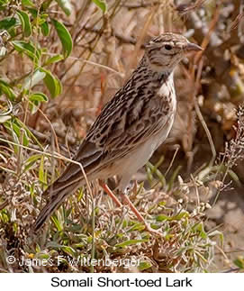 Somali Short-toed Lark - © James F Wittenberger and Exotic Birding LLC