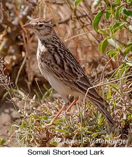 Somali Short-toed Lark - © James F Wittenberger and Exotic Birding LLC Somali Short-toed Lark - © James F Wittenberger and Exotic Birding LLC