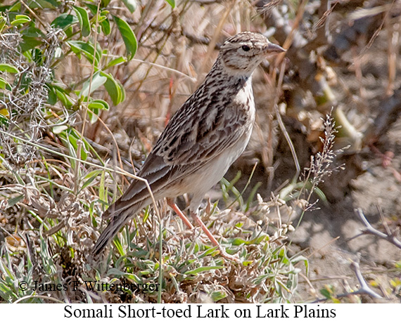 Somali Short-toed Lark - © James F Wittenberger and Exotic Birding LLC
