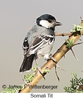 Somali Tit - © James F Wittenberger and Exotic Birding LLC