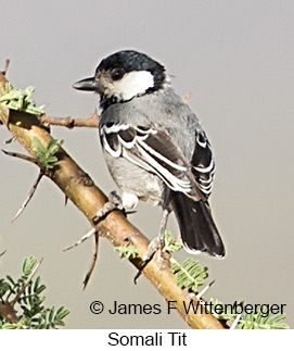 Somali Tit - © James F Wittenberger and Exotic Birding LLC