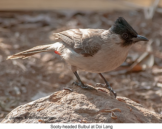 Sooty-headed Bulbul - © James F Wittenberger and Exotic Birding LLC