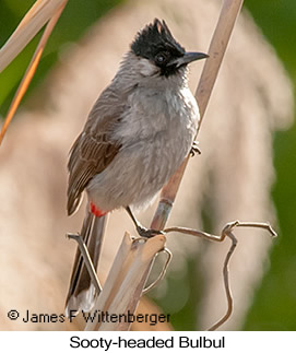 Sooty-headed Bulbul - © James F Wittenberger and Exotic Birding LLC