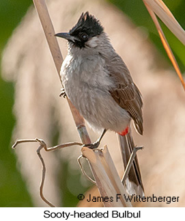 Sooty-headed Bulbul - © James F Wittenberger and Exotic Birding LLC