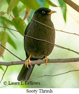 Sooty Thrush - © Laura L Fellows and Exotic Birding LLC Sooty Thrush - © Laura L Fellows and Exotic Birding LLC