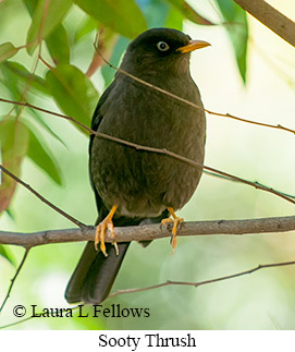 Sooty Thrush - © Laura L Fellows and Exotic Birding LLC