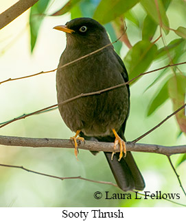 Sooty Thrush - © Laura L Fellows and Exotic Birding LLC