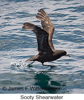 Sooty Shearwater - © James F Wittenberger and Exotic Birding LLC Sooty Shearwater - © James F Wittenberger and Exotic Birding LLC