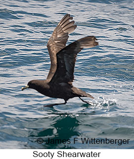 Sooty Shearwater - © James F Wittenberger and Exotic Birding LLC