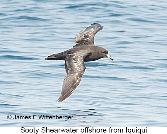 Sooty Shearwater - © James F Wittenberger and Exotic Birding LLC Sooty Shearwater - © James F Wittenberger and Exotic Birding LLC