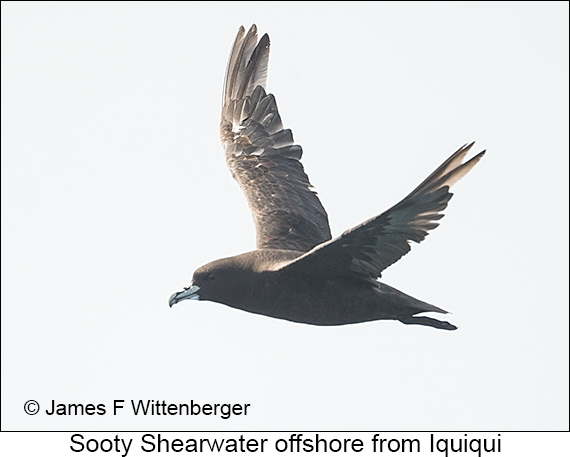Sooty Shearwater - © James F Wittenberger and Exotic Birding LLC Sooty Shearwater - © James F Wittenberger and Exotic Birding LLC