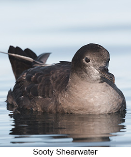 Sooty Shearwater  - Courtesy Argentina Wildlife Expeditions