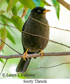 Sooty Thrush - &copy; James F Wittenberger and Exotic Birding LLC